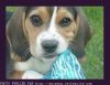 carte postale chien n&deg;1