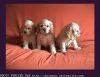 Des cartes de chiens et des e-cards de chiots vous attendent dans cette section de cartes postales sp&eacute;cial CHIENS !