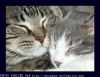 Envoyer une carte postale de chat, chatons accompagn&eacute;e du morceau musical de votre choix