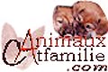 Photos d'animaux en ligne